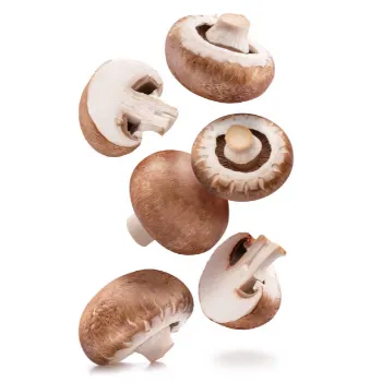 Mushroom (34)-7575229-8394.webp